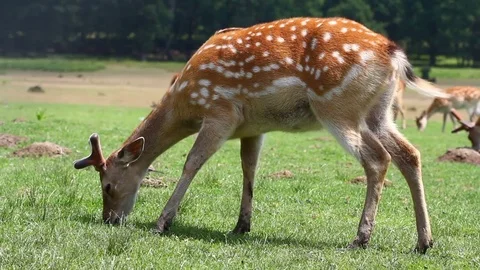 Cervus nippon deer grazing on the field in wild nature Stock Footage