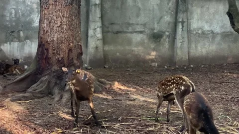Cervus nippon in zoo In the Philippines Stock Footage 326311691