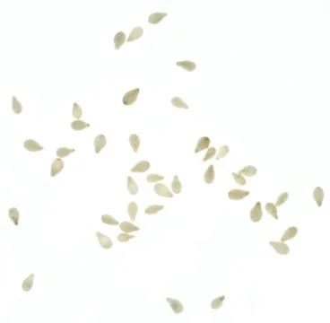 Cesam on white Stock Photos