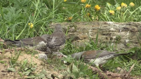 Cesena  (Turdus pilaris ) Stock-Footage 232714601