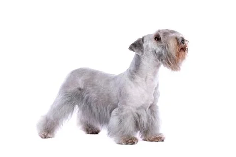 Cesky Terrier Stock Photos