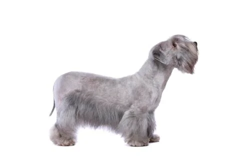 Cesky Terrier Stock Photos
