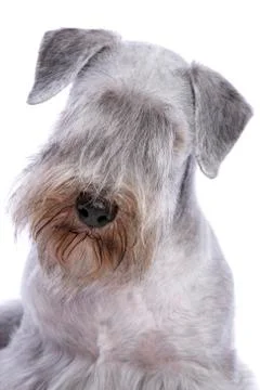Cesky Terrier Stock Photos