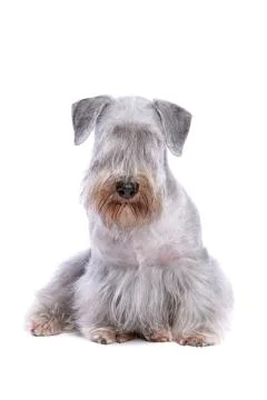 Cesky Terrier Stock Photos