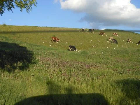 C'est le printemps 写真素材