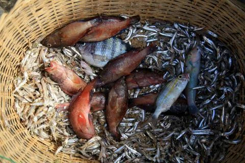  CESTO - PESCADO - PESCARIA ARTESANAL peixes sao vistos em uma cesta em um... Stock Photos