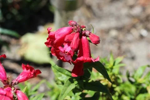 Cestrum elegans, also know as the purple cestrum, red cestrum, or bastard jas Stock Photos