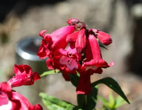 Cestrum elegans, also know as the purple cestrum, red cestrum, or bastard jas Stock Photos