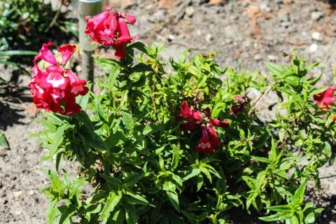 Cestrum elegans, also know as the purple cestrum, red cestrum, or bastard jas Stock Photos