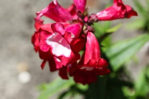 Cestrum elegans, also know as the purple cestrum, red cestrum, or bastard jas Stock Photos