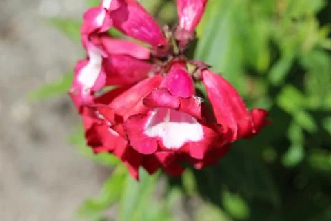 Cestrum elegans, also know as the purple cestrum, red cestrum, or bastard jas Stock Photos