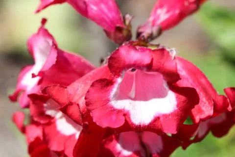 Cestrum elegans, also know as the purple cestrum, red cestrum, or bastard jas Stock Photos