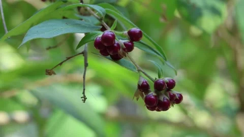 Cestrum elegans fruit Stock Footage 279382821