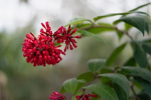 Cestrum elegans, the purple cesrum, also known as red cestrum, or Bastard Stock Photos