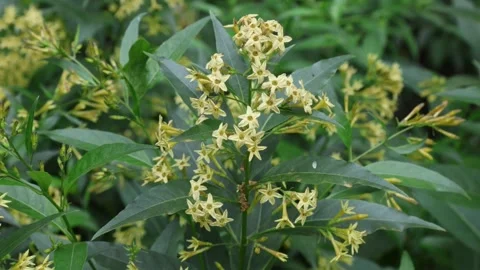 Cestrum parqui Stock Footage 309826131