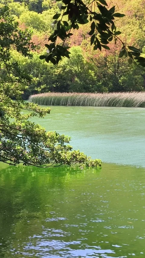 Cetina river with its beautiful natural green color Stock Footage 313758350