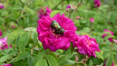 Cetonia aurata, called the rose chafer or the green rose chafer. Pest beetles Stock Footage 281176128