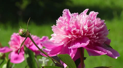 Cetonia aurata Stock-Footage 24720982