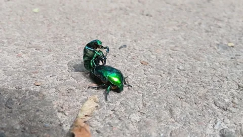 Cetoniinae bronze beetles mate, the act of reproduction of insect beetles. Stock Footage 339630519