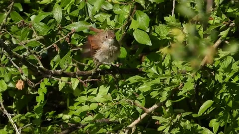 Cetti's Warbler. Preening after a bath   (Cettia cetti)   9341P4 Stock Footage 145937454