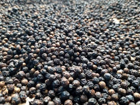 Ceylon black pepper Foto stock
