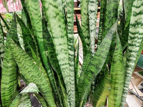 Ceylon bowstring-hemp plant. Sansevieria zeylanica Foto stock