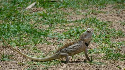 Ceylon chameleon on the grass. Foto stock