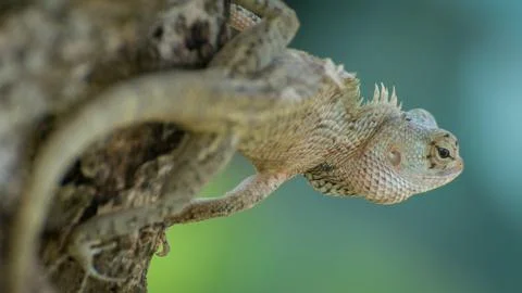 Ceylon chameleon on the tree. Stock Photos