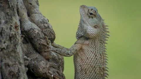 Ceylon chameleon on the tree. Stock Photos