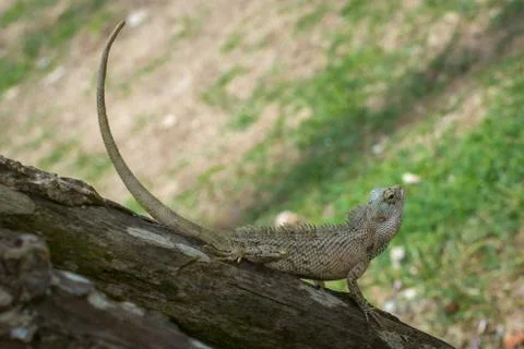 Ceylon chameleon on the tree. Stock Photos