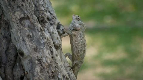 Ceylon chameleon on the tree. Stock Photos
