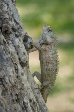 Ceylon chameleon on the tree. Stock Photos