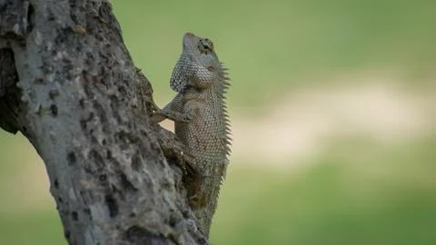 Ceylon chameleon on the tree. Stock Photos