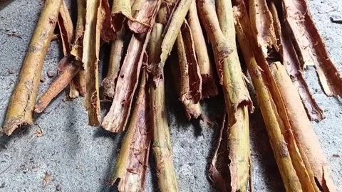 Ceylon Cinnamon Peeled Bark Horizontal Tilt Up View Stock Footage 346425436