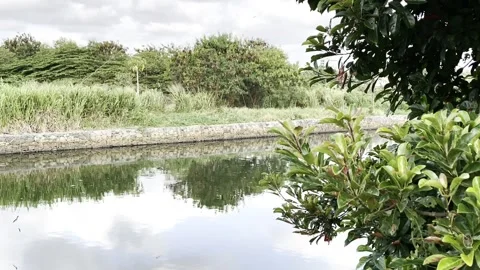 Ceylon 库存影片 248453745