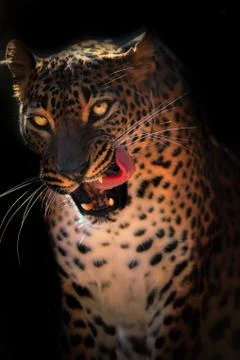 Ceylon leopard on the black background with open mouth Stock Photos
