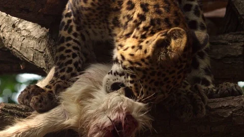 Ceylon leopard eating meat Vidéo 91940067