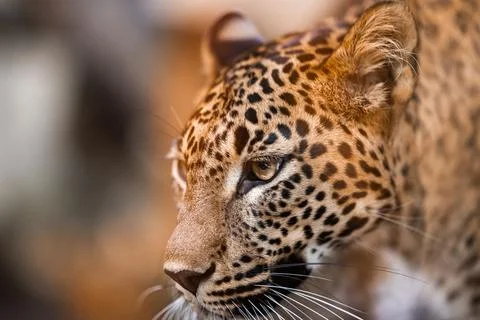 Ceylon leopard face, cat-like beast close-up view. Animal portrait Stock Photos