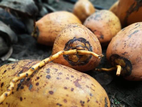 Ceylon orange color coconuts Foto stock