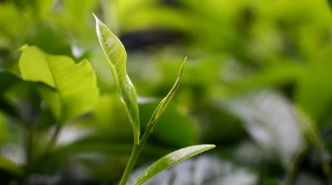 Ceylon Tea Bud in a tea Estate Видео 65220211