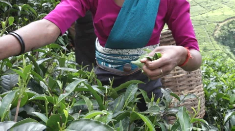 Ceylon tea Видео 1092881