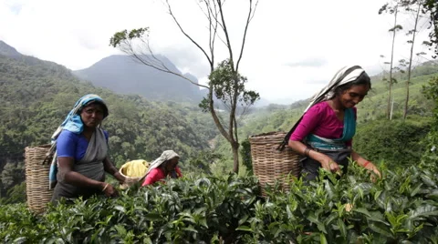 Ceylon tea Stock Footage 1179094