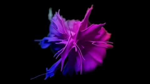 Cg animation of abstract flow on black background. 库存影片 119840793