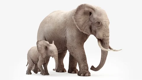 Cg animation. Elephant and elephant baby go.Loop animation. Video stock 106946879