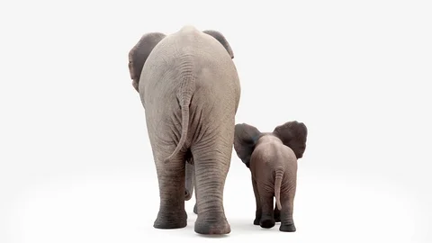 Cg animation. Elephant and elephant baby go.Loop animation.Camera from behind. Stock Footage 106947168