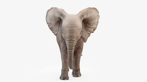 Cg animation. Elephant baby walk.Loop animation.Camera front. Stock Footage 107615972