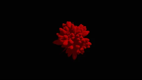 Cg animation of red powder explosion on black background. Slow motion movement Stock Footage