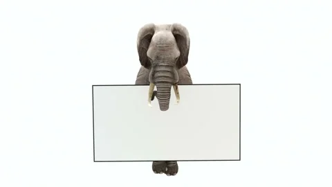 CG render of flying elephant with a sign, banner for sales . Stock Footage 85596827
