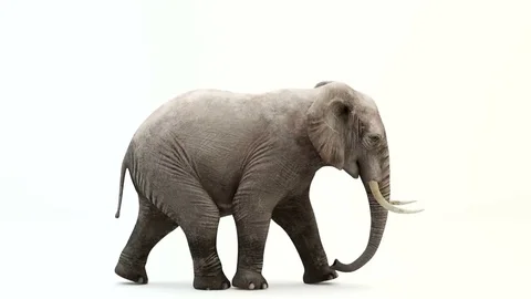 CG render of runnig elephant Stock Footage 85213914