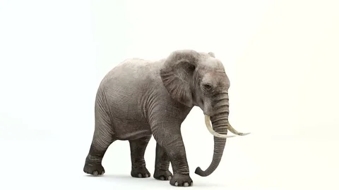 CG render of walking elephant.Loop animation. Stock Footage 85325607